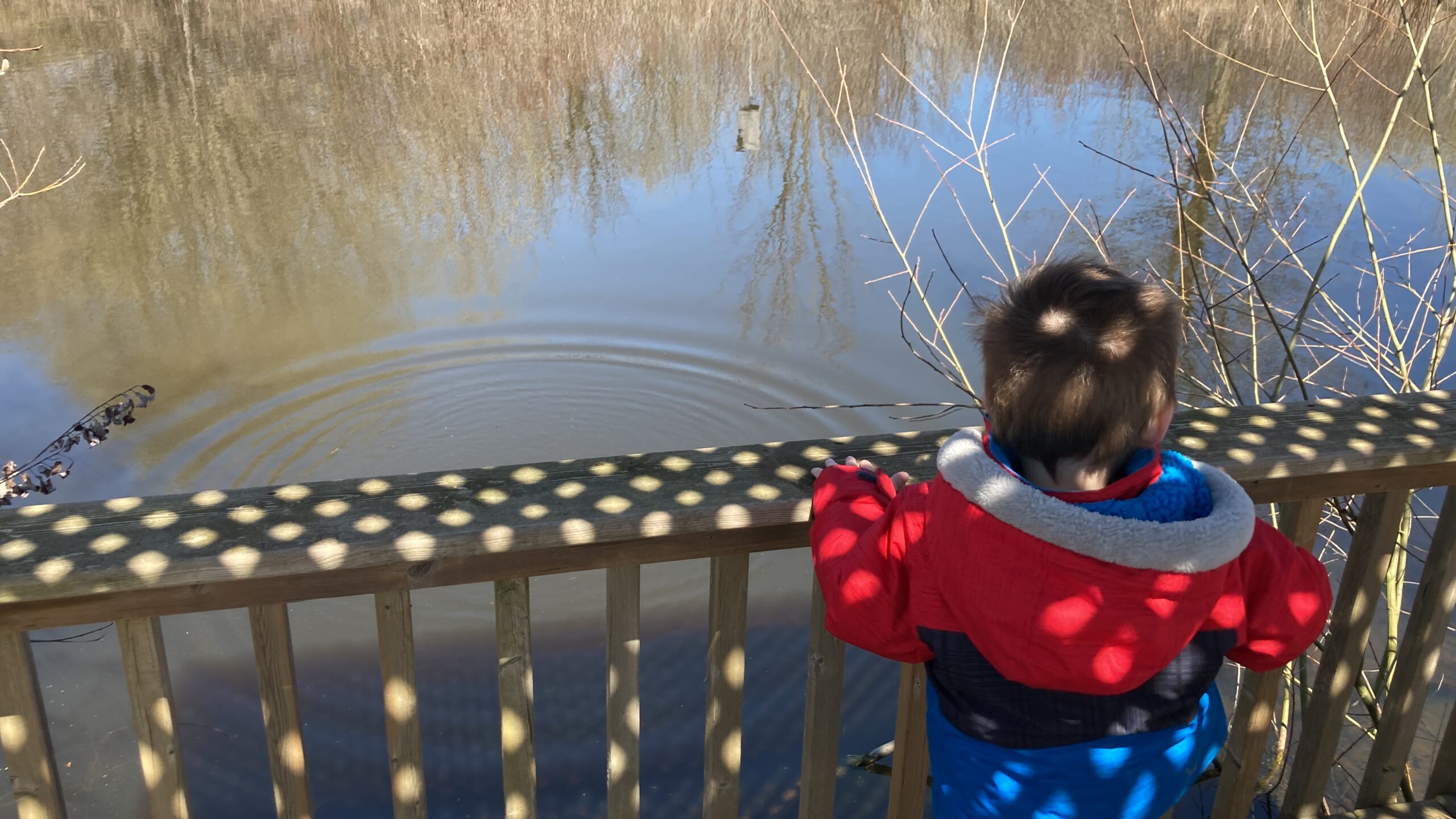 son throwing rocks in pond at heartland forest