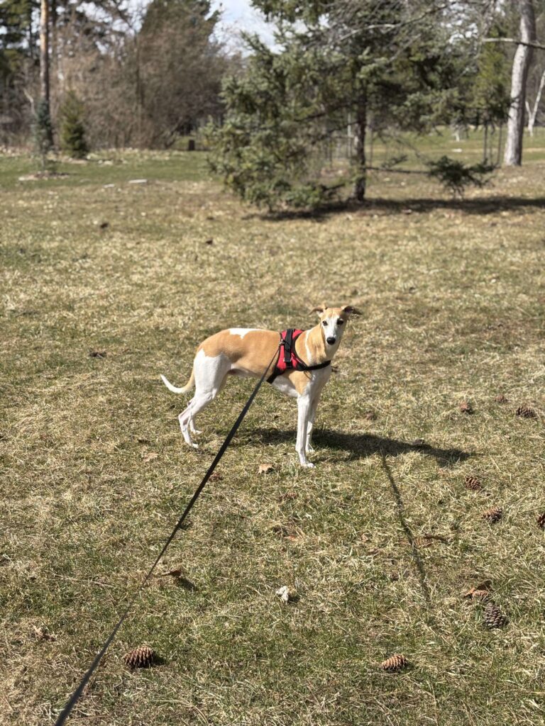 pet friendly attractions, parks and trails