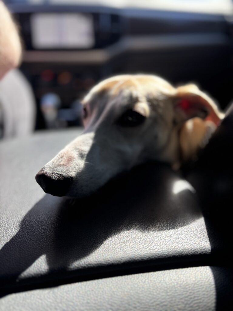 dog friendly destinations and road trips