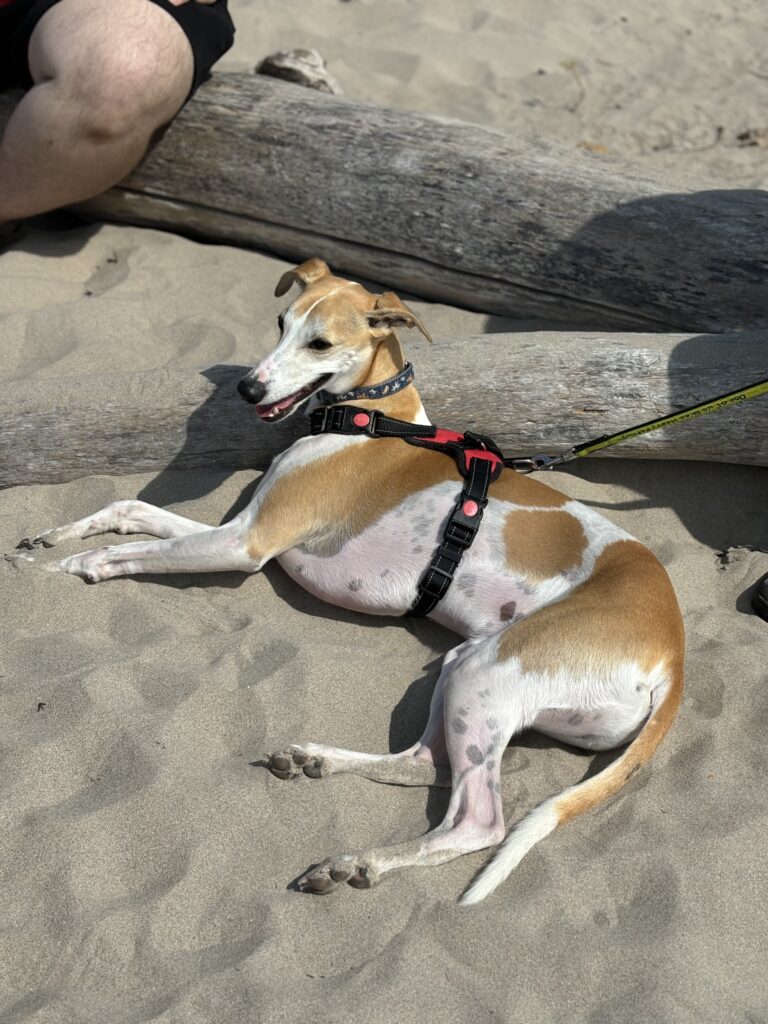 Dog friendly destinations too